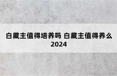 白藏主值得培养吗 白藏主值得养么2024